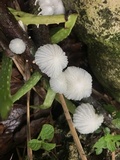 Marasmiellus volvatus image
