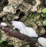 Marasmiellus volvatus image