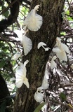 Marasmiellus volvatus image
