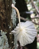 Marasmiellus volvatus image