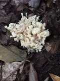 Sebacina schweinitzii image