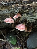 Phlebia incarnata image