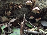 Phlebia incarnata image