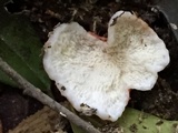 Phlebia incarnata image