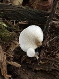 Hohenbuehelia angustata image