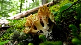 Ramaria rasilispora image