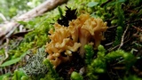 Ramaria rasilispora image
