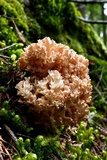 Ramaria rubripermanens image