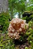 Ramaria rubripermanens image