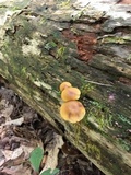 Callistosporium luteo-olivaceum image