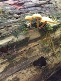 Callistosporium luteo-olivaceum image