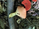 Sarcoscypha occidentalis image