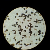 Panaeolus cinctulus image