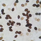 Panaeolus cinctulus image
