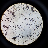 Panaeolus cinctulus image