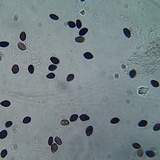 Panaeolus cinctulus image