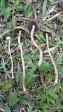 Panaeolus cinctulus image