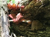 Auricularia angiospermarum image