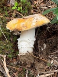 Amanita aprica image