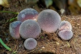 Lycoperdon fuligineum image