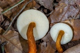Gyroporus castaneus image