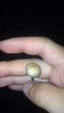 Panaeolus cinctulus image