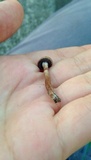 Panaeolus cinctulus image