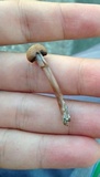 Panaeolus cinctulus image