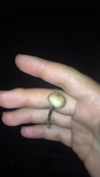 Panaeolus cinctulus image