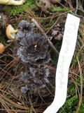 Thelephora caryophyllea image