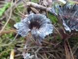 Thelephora caryophyllea image