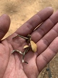 Psilocybe subaeruginosa image