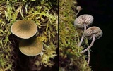 Simocybe phlebophora image