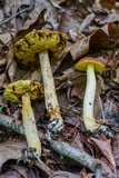 Leccinum rubropunctum image