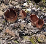 Image of Nothojafnea cryptotricha