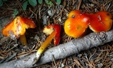 Hygrocybe acutoconica image