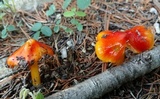 Hygrocybe acutoconica image