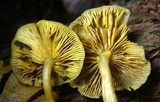 Tricholomopsis decora image