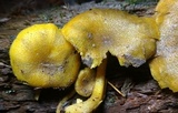 Tricholomopsis decora image