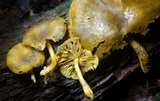Tricholomopsis decora image