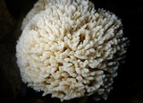Sebacina schweinitzii image