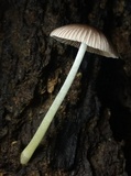 Bolbitius reticulatus image