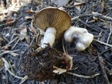 Clitocybe glacialis image