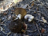 Clitocybe glacialis image
