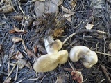 Clitocybe glacialis image