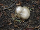 Clitocybe glacialis image