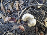Clitocybe glacialis image