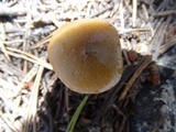 Clitocybe glacialis image