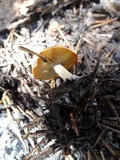 Clitocybe glacialis image