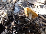 Clitocybe glacialis image